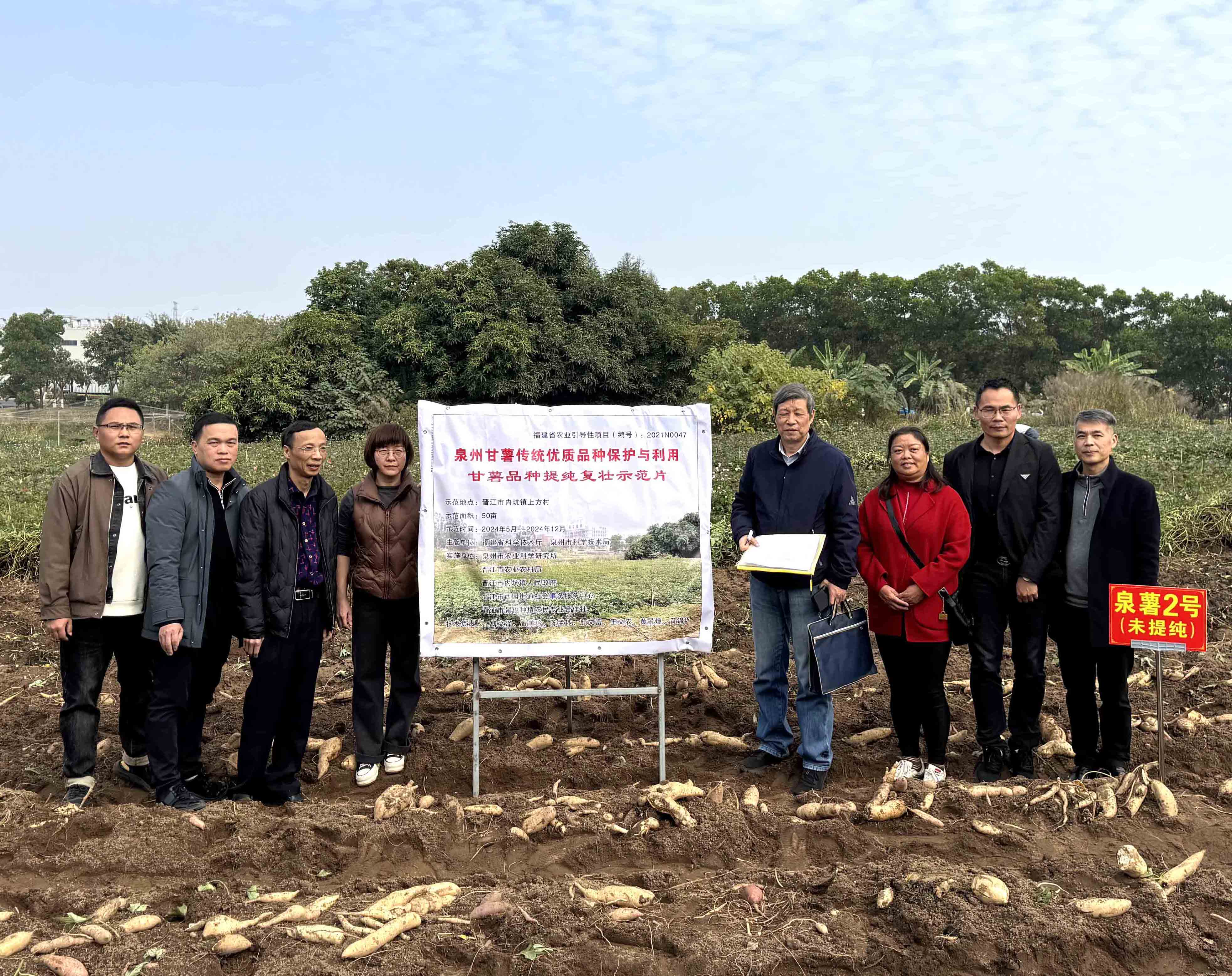 “甘薯传统优质品种提纯复壮”示范片通过现场测产