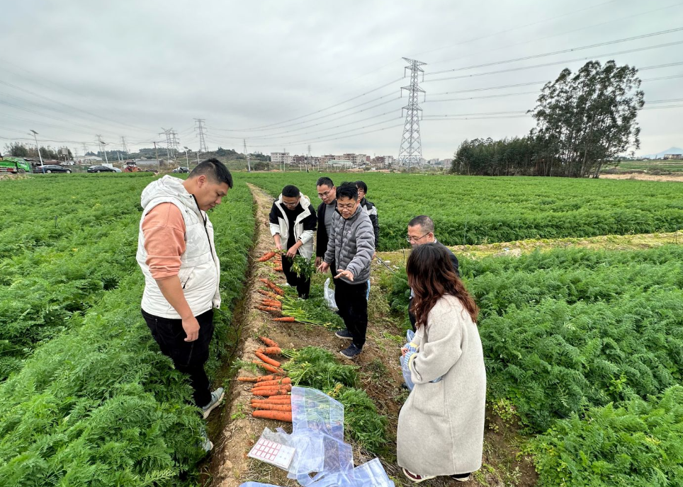 福建省农科院贾宪波博士团队赴晋江调研胡萝卜“多须症”问题