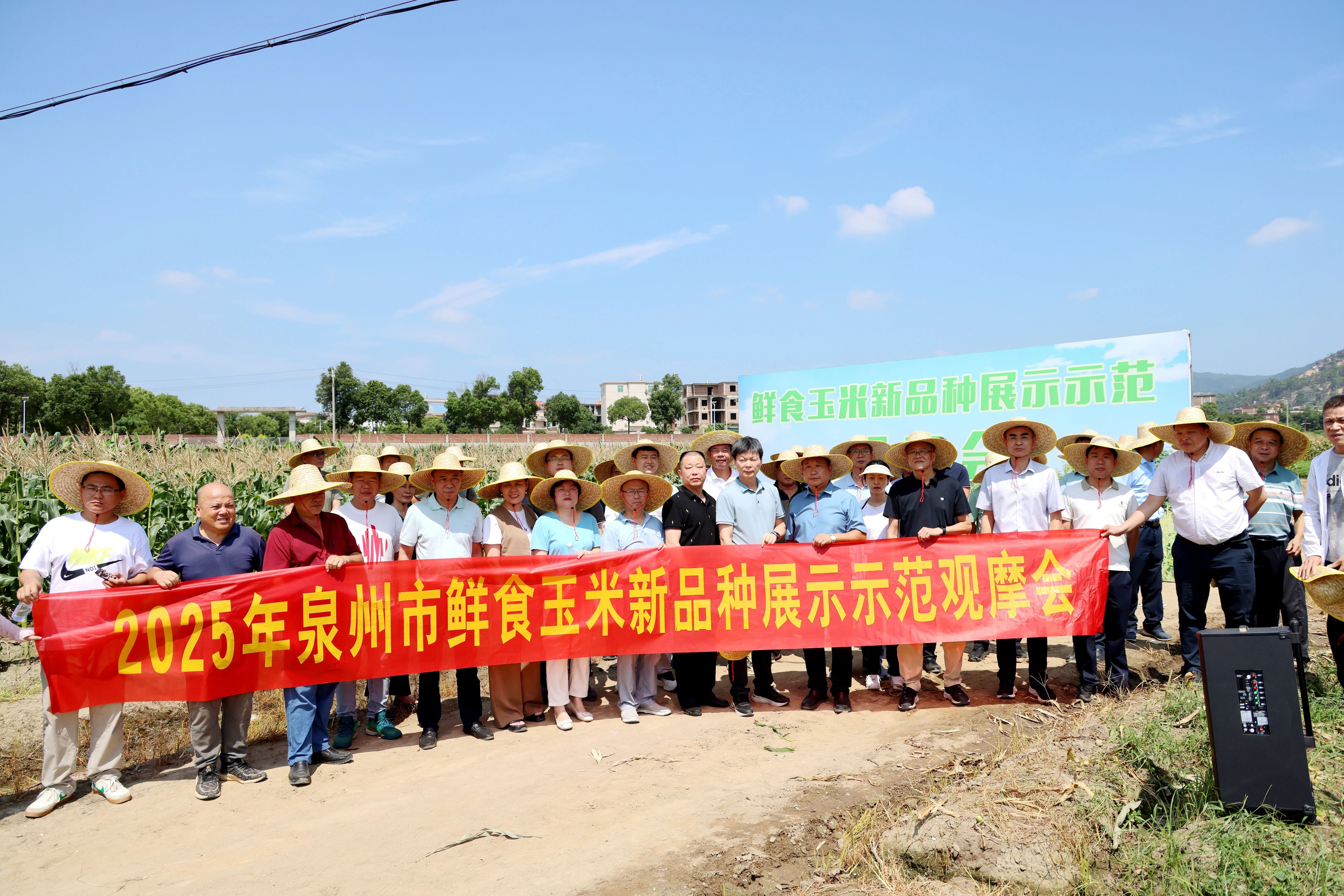 晋江市农学会组织会员参加2025年泉州市鲜食玉米新品种观摩与