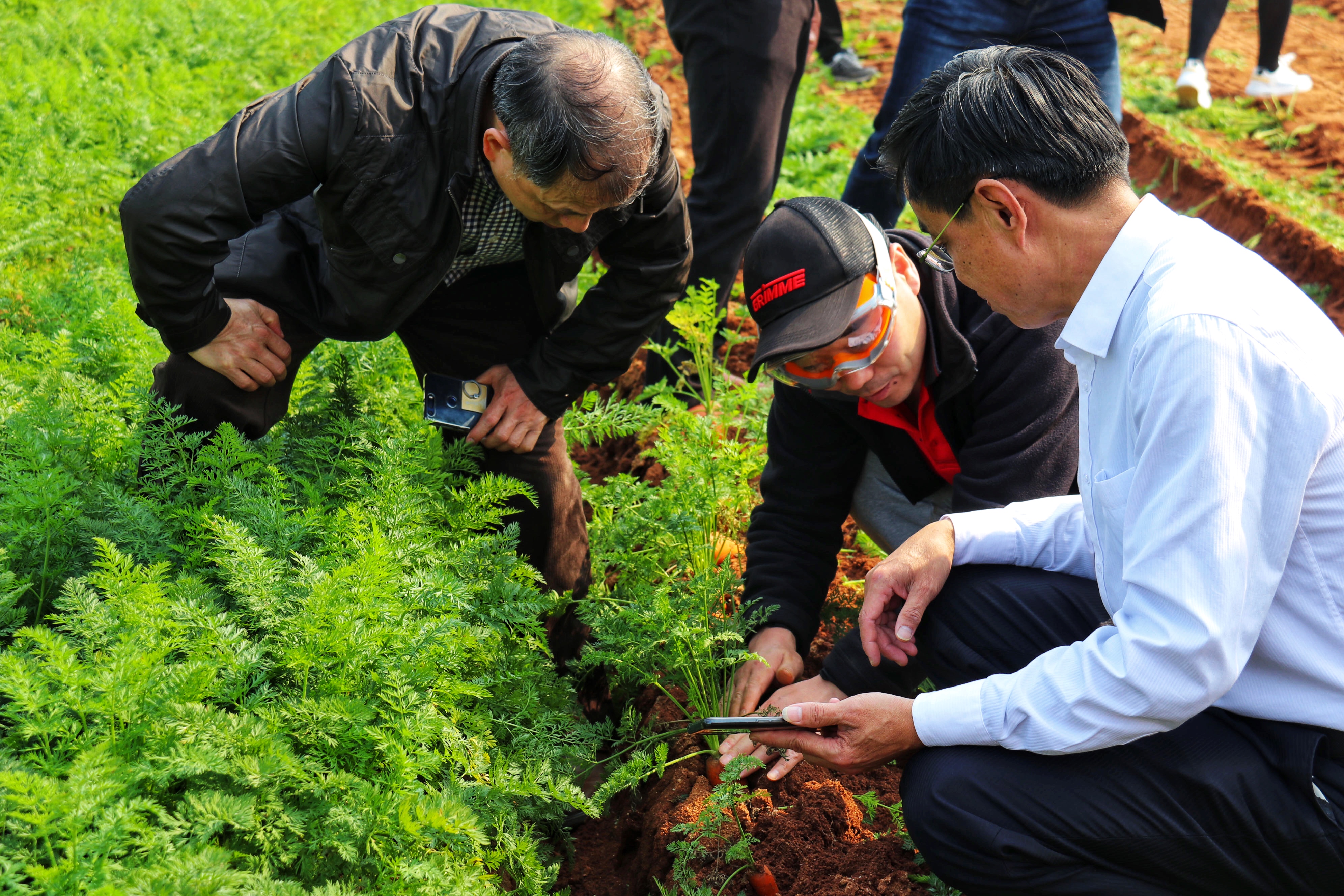 全省胡萝卜生产全程机械化推进活动在全国农业产业强镇晋江东石镇举行